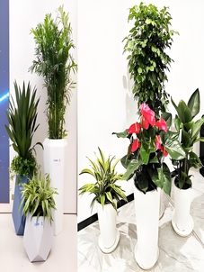 宁波慈溪花卉租摆公司